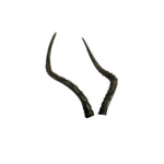 Real Wild 3D African Impala Replacement Antlers